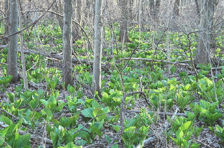 skuncabbage04120501a.jpg