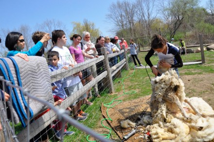Sheep shearing at Wakeman Town Farm