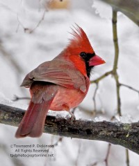 Cardinal by Townsend Dickinson