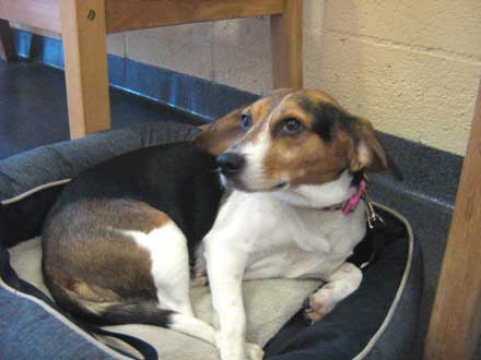 Beagle Baylee needs a new home