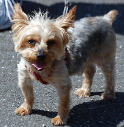 Bentley