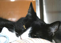 Blacky