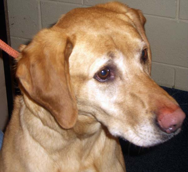 Shepherd mix Casey needs a home