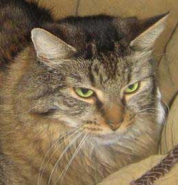 Maine Coon Cat Cheetah Needs Your Love