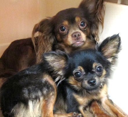 Prince and Junior