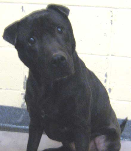 Shar Pei mix Chorizo needs a home