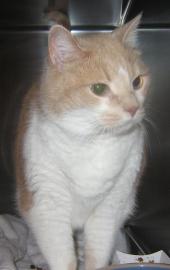 Chubbs the cat needs a home