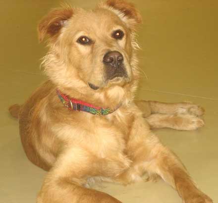 9 month old golden retriever mix Cocoa needs a new home