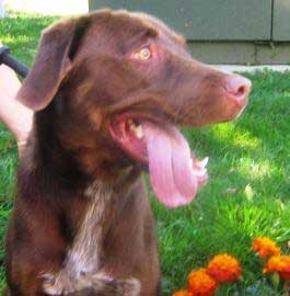 Coco needs a new home