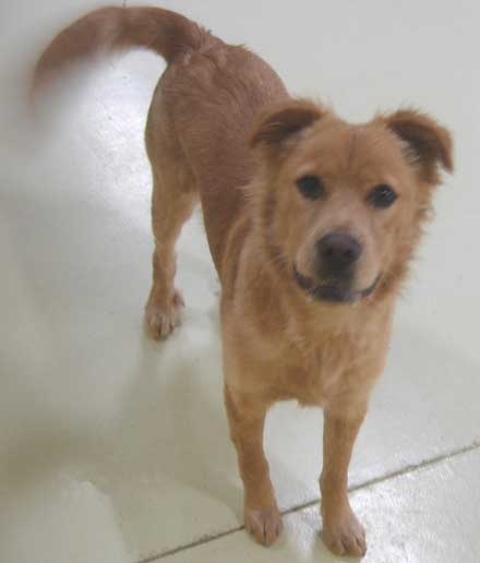 9 month old golden retriever mix Cocoa needs a new home -- a medium size dog