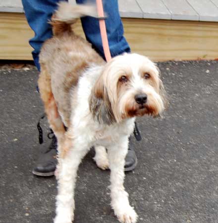Cody needs a home