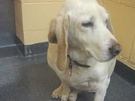 Bassett Copper needs a new home