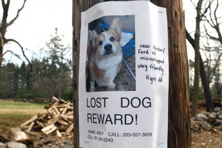 Andy the Corgi is lost, reward for return