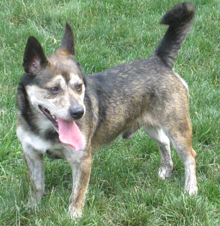 DJ the corgi mix needs a new home