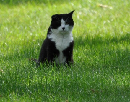 Louey the cat is missing