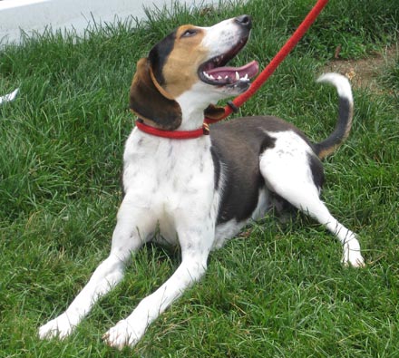 Walker coon hound Eddie needs a new home
