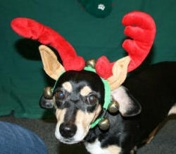 Flossie the dog wants a Forever Family