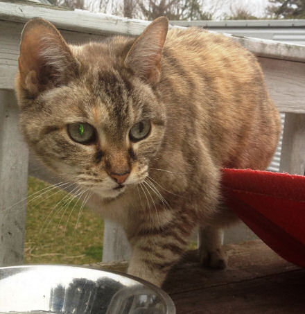 lost cat