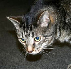 Franklin