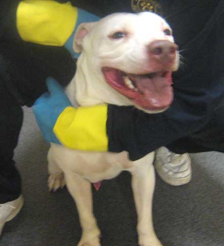 Pit Bill terrier mix Ghost needs a home