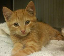 Ginger