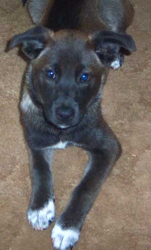 chocolate lab/shepherd/husky mix Graham needs a home