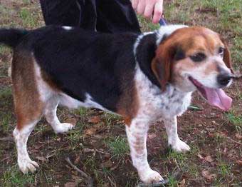Beagle Guiness needs a new home