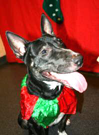 Haylee the dog wants a New Home