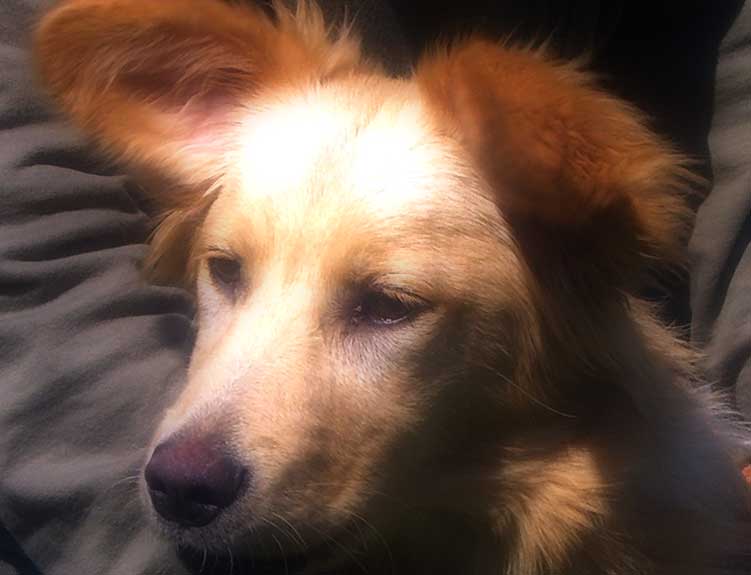 American Pitbull Terrier mix Honey needs a home