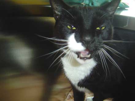 Hope the Kitty needs a new home
