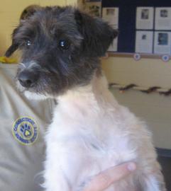 Jax Needs a Forever Family to Adopt