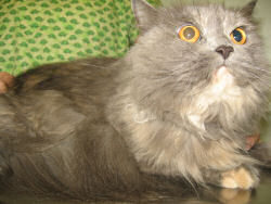 Jayden needs a Home