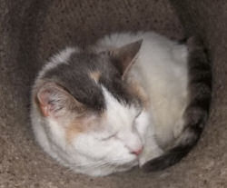 JellyBelly