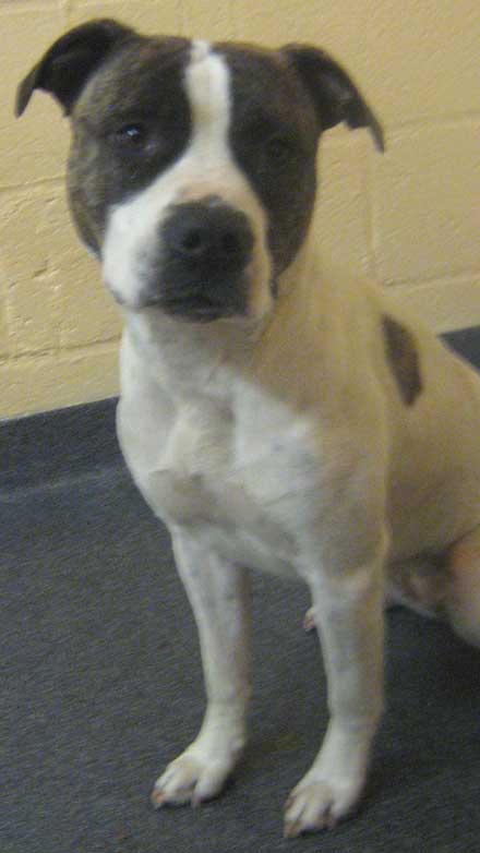 Katie the dog needs a home