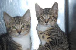 Kittens