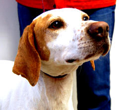 Sweet Lila needs a New Home
