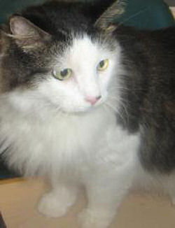 Cat Lilo Needs a New Home