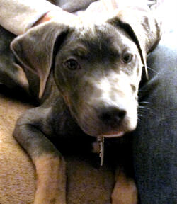 Luca
