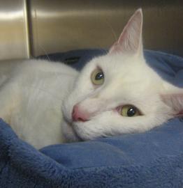 Ludwig is Looking for a New Home
