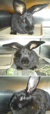 Bunnies are waiting for new homes
