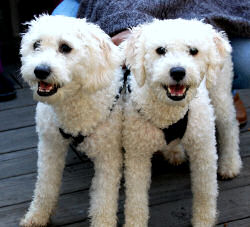 Milo and Bentley