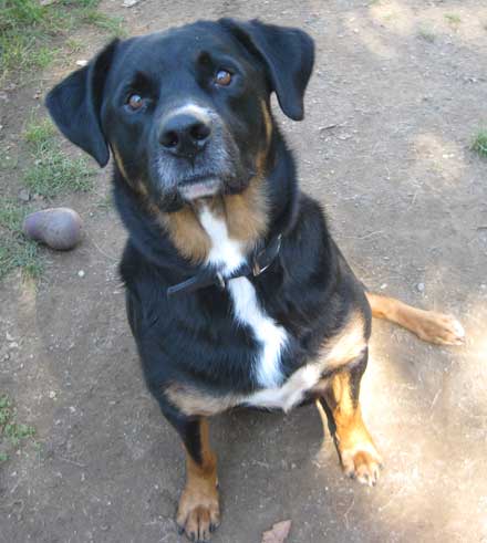 Mac the dog needs a new home