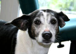 Sweet Maggie