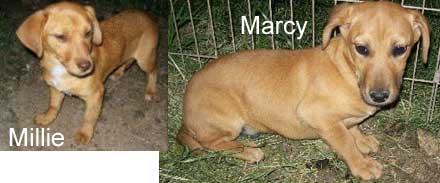 daschund-mix puppies are looking for a home