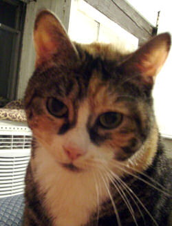 Missy