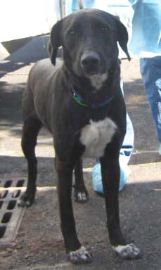 Lab mix Moe needs a forever home