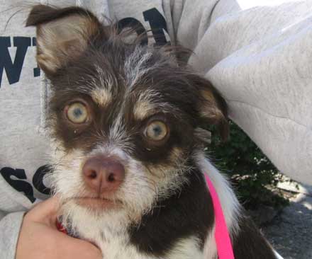 Shih Tzu/Wirehaired Terrier Mix Molly needs a home