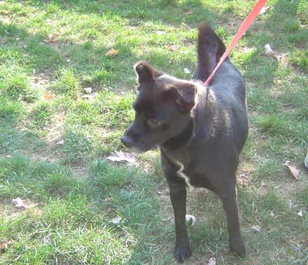Mixed breed dog Mona needs a new home