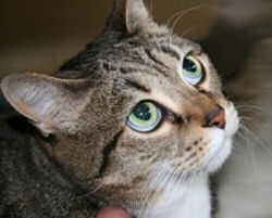 Neisha