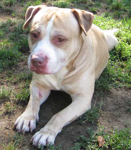 Ninja dog needs a new home